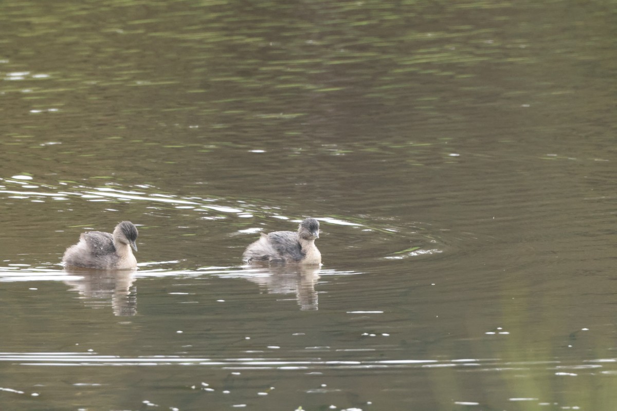 Hoary-headed Grebe - ML620437331