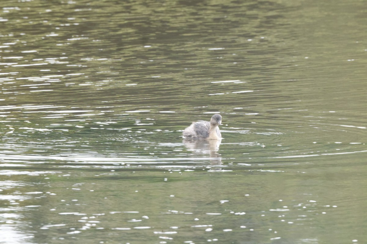 Hoary-headed Grebe - ML620437332