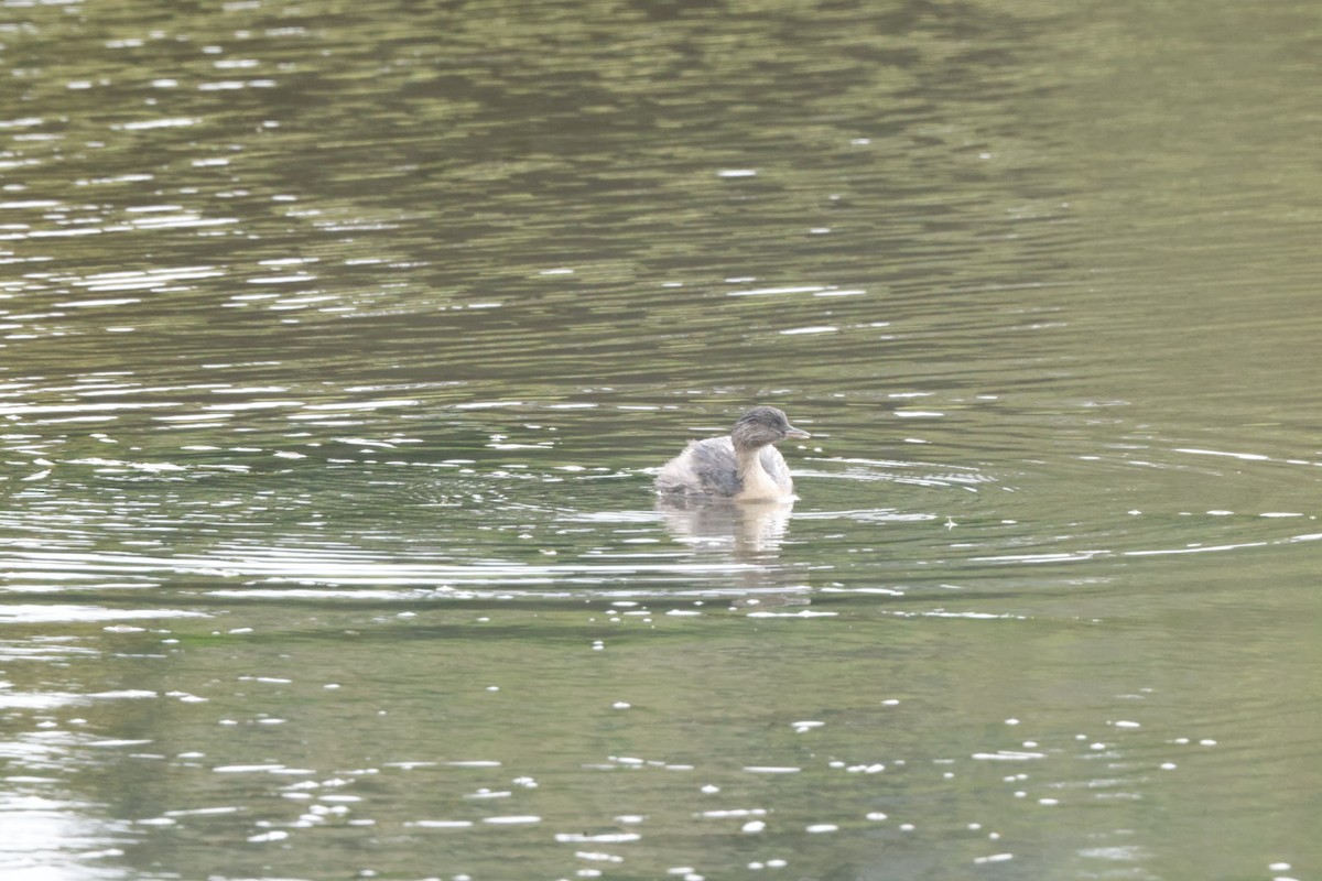 Hoary-headed Grebe - ML620437333