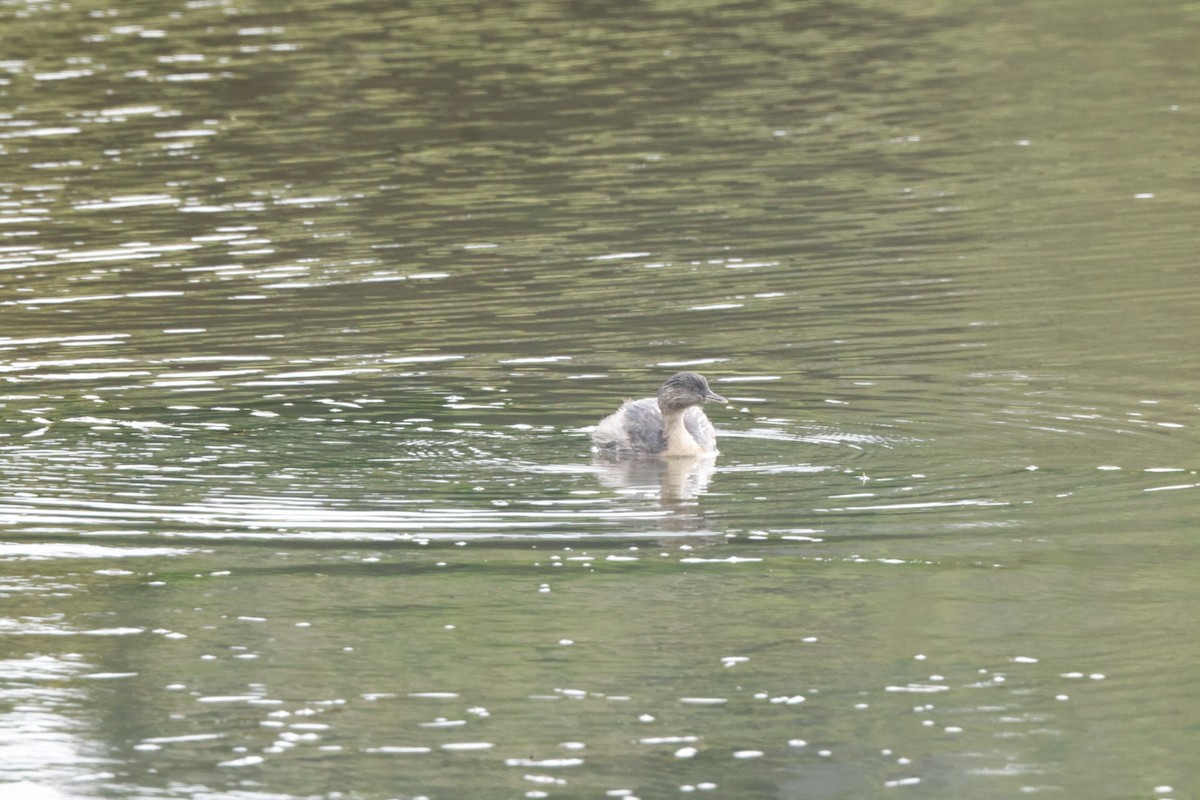 Hoary-headed Grebe - ML620437334