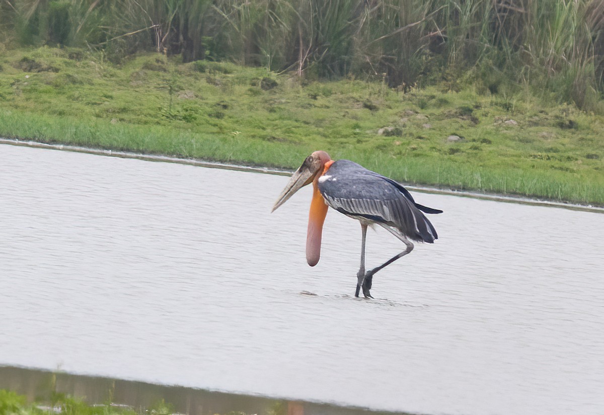 Greater Adjutant - ML620437337