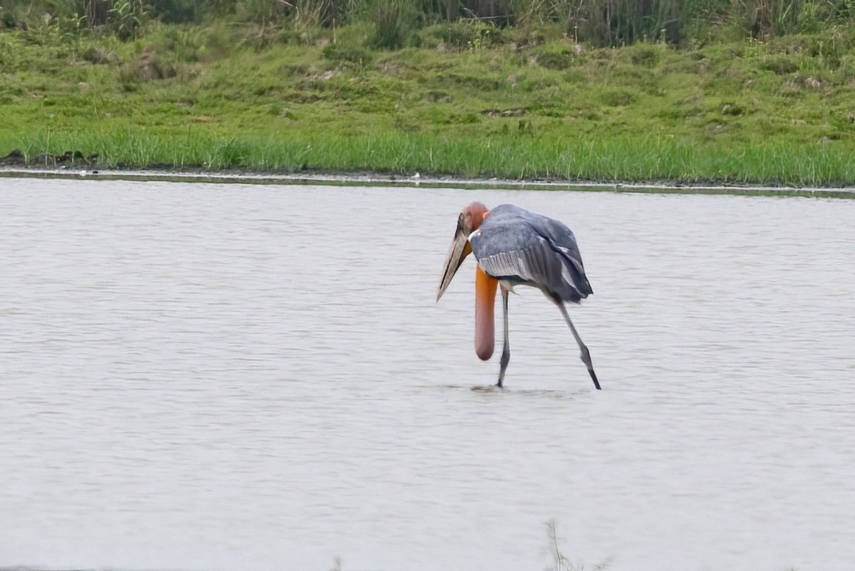 Greater Adjutant - ML620437338