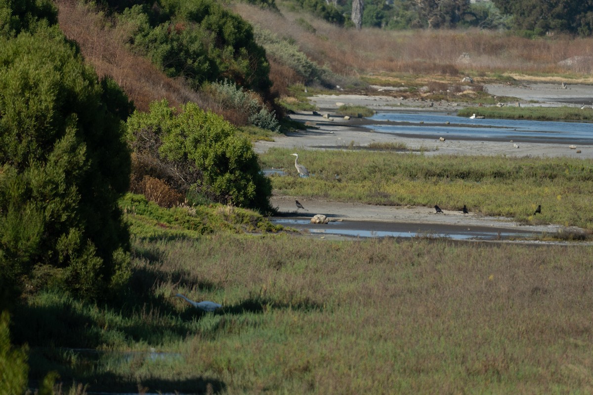 Great Blue Heron - ML620437339