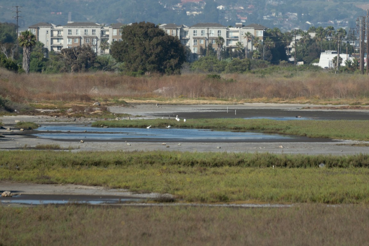 Great Egret - ML620437341