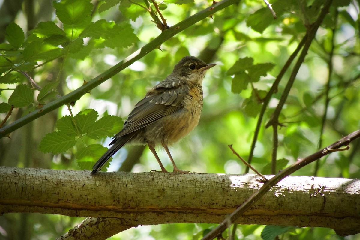 American Robin - ML620437343