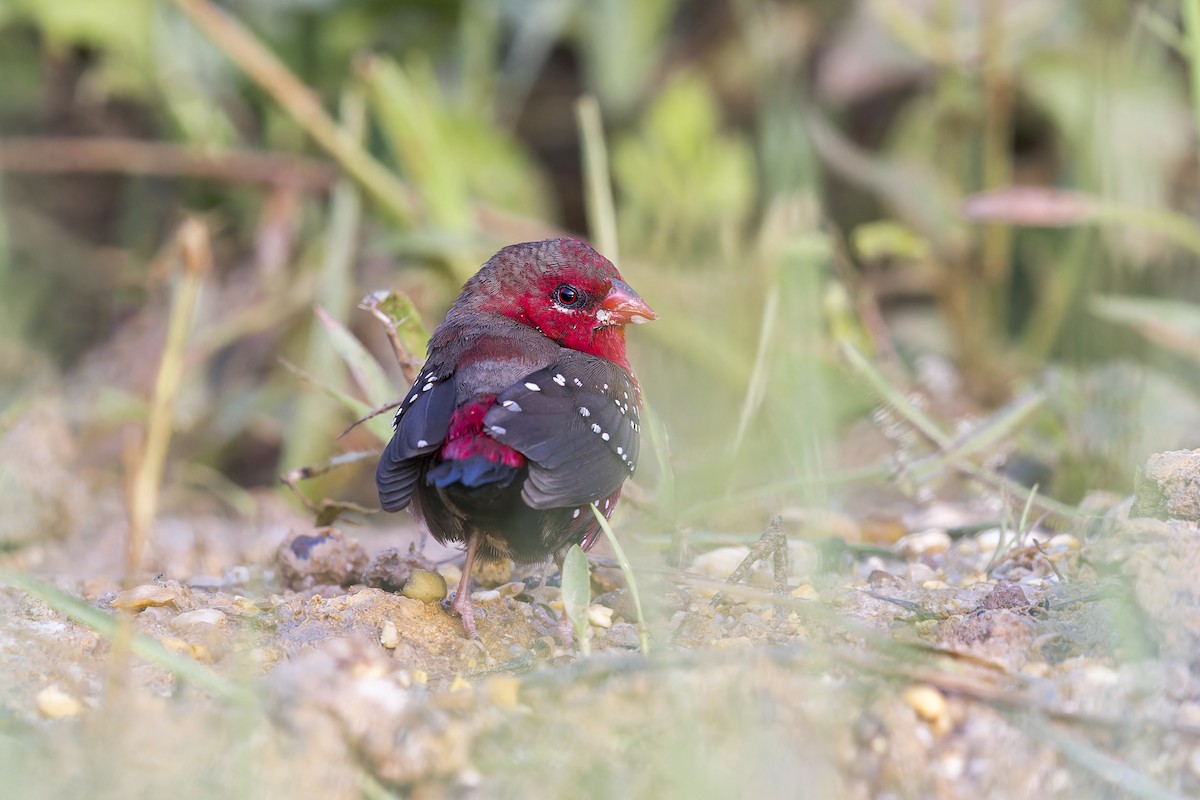 Red Avadavat - ML620437348