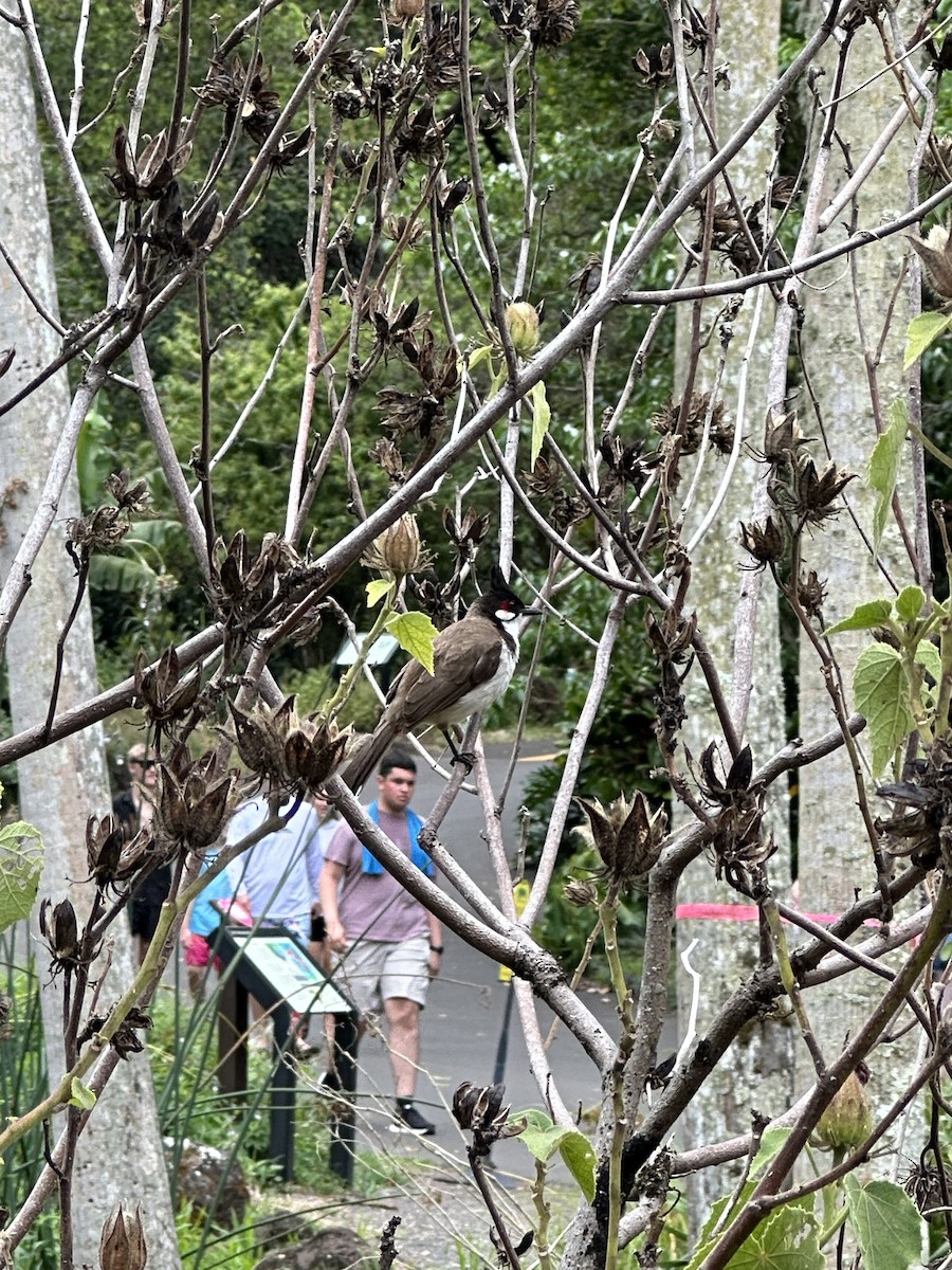 Red-whiskered Bulbul - ML620437351