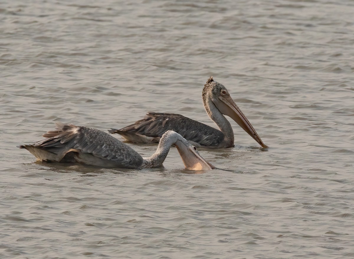 Spot-billed Pelican - ML620437359