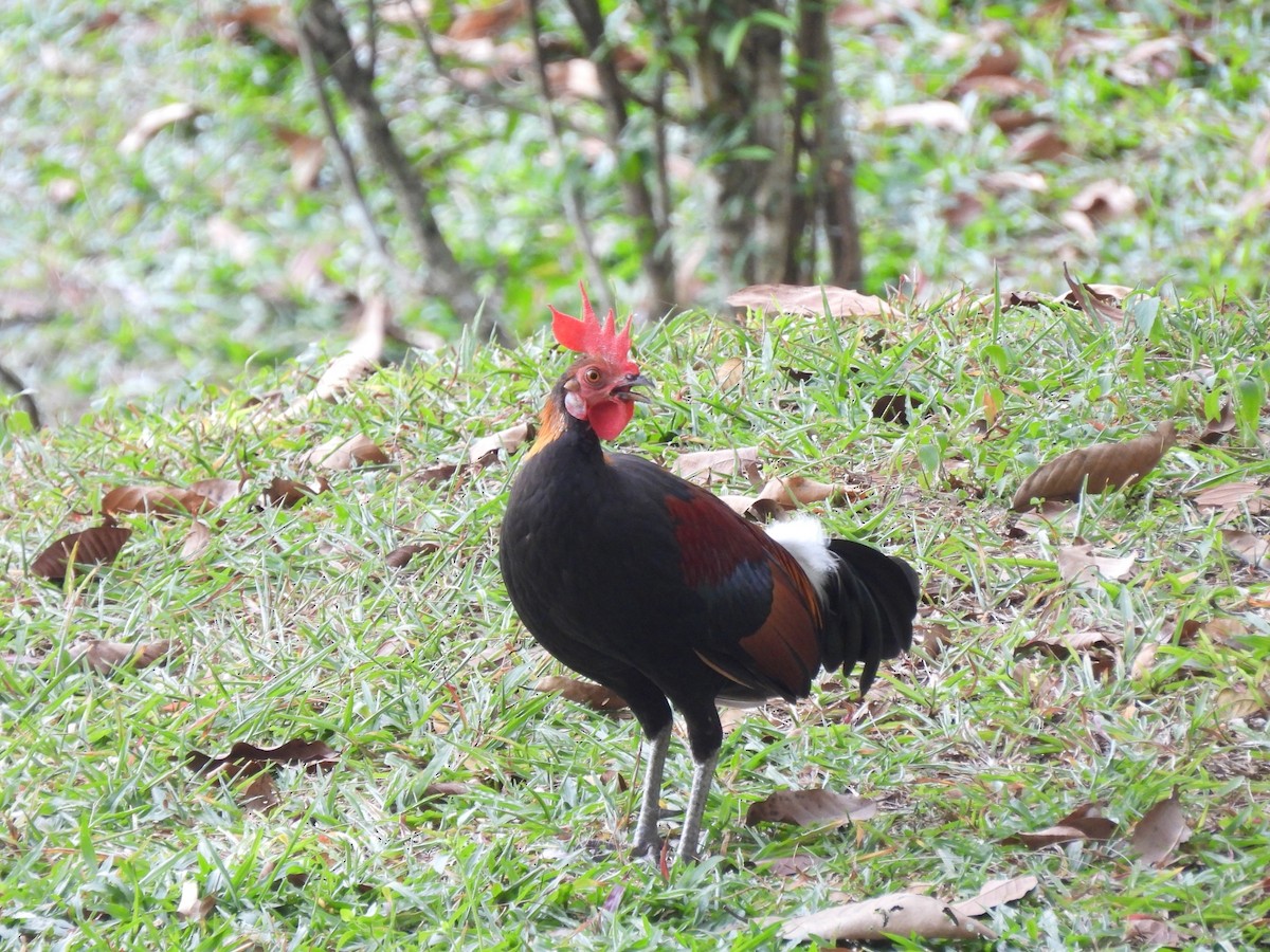 Red Junglefowl - ML620437362