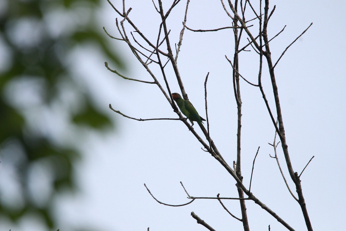Long-tailed Parakeet - ML620437363