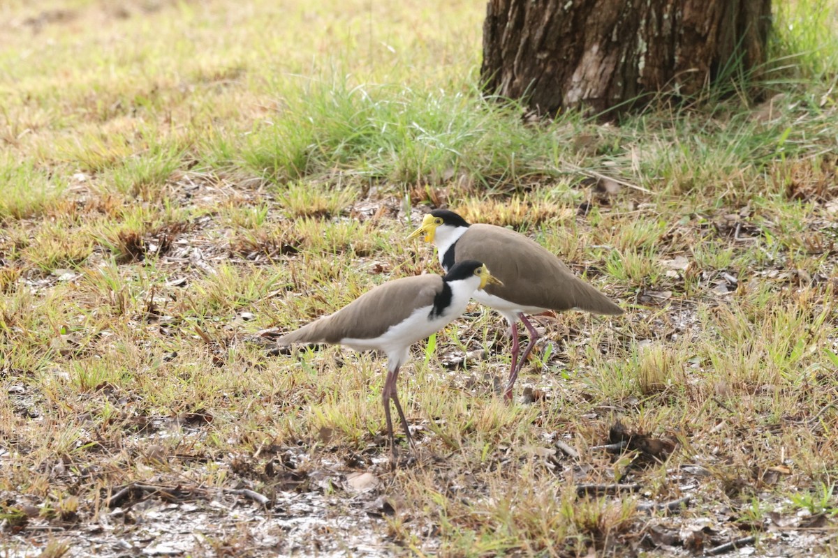 Masked Lapwing - Jaden Salett