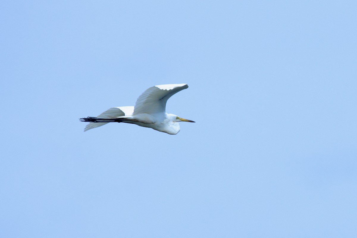 Great Egret - ML620437370