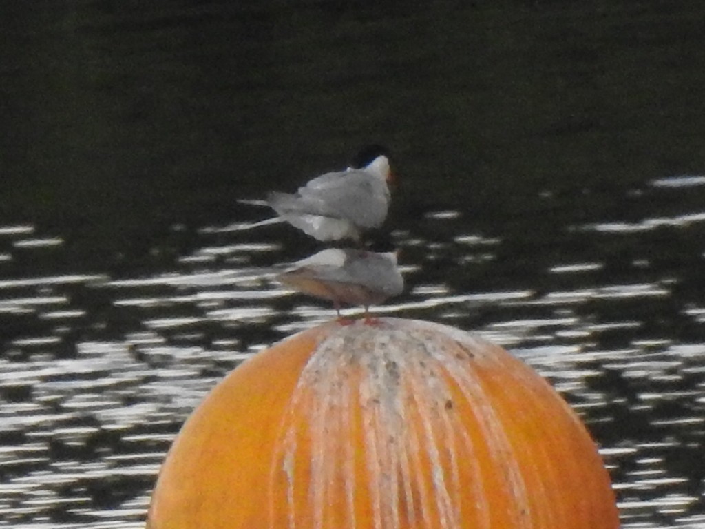 Common Tern - ML620437383