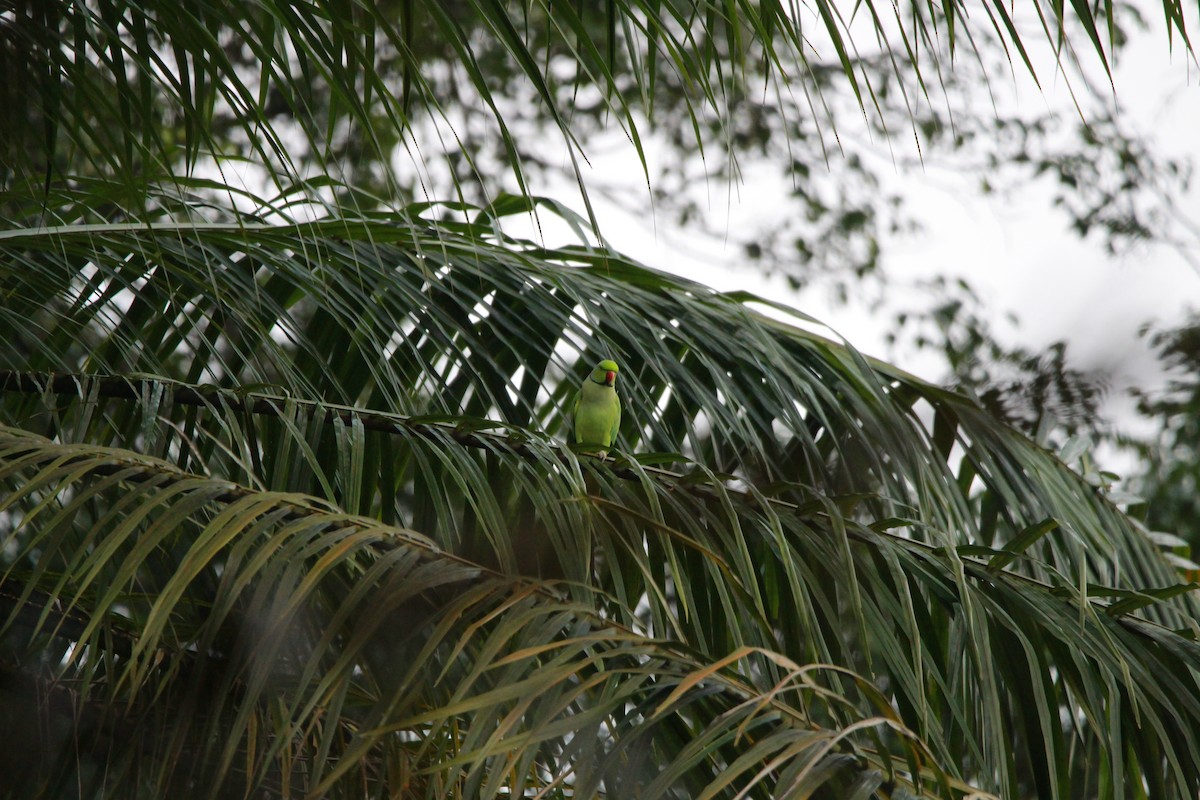 Rose-ringed Parakeet - ML620437384