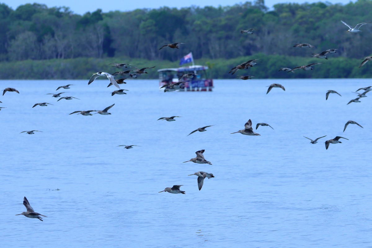 Bar-tailed Godwit - ML620437385