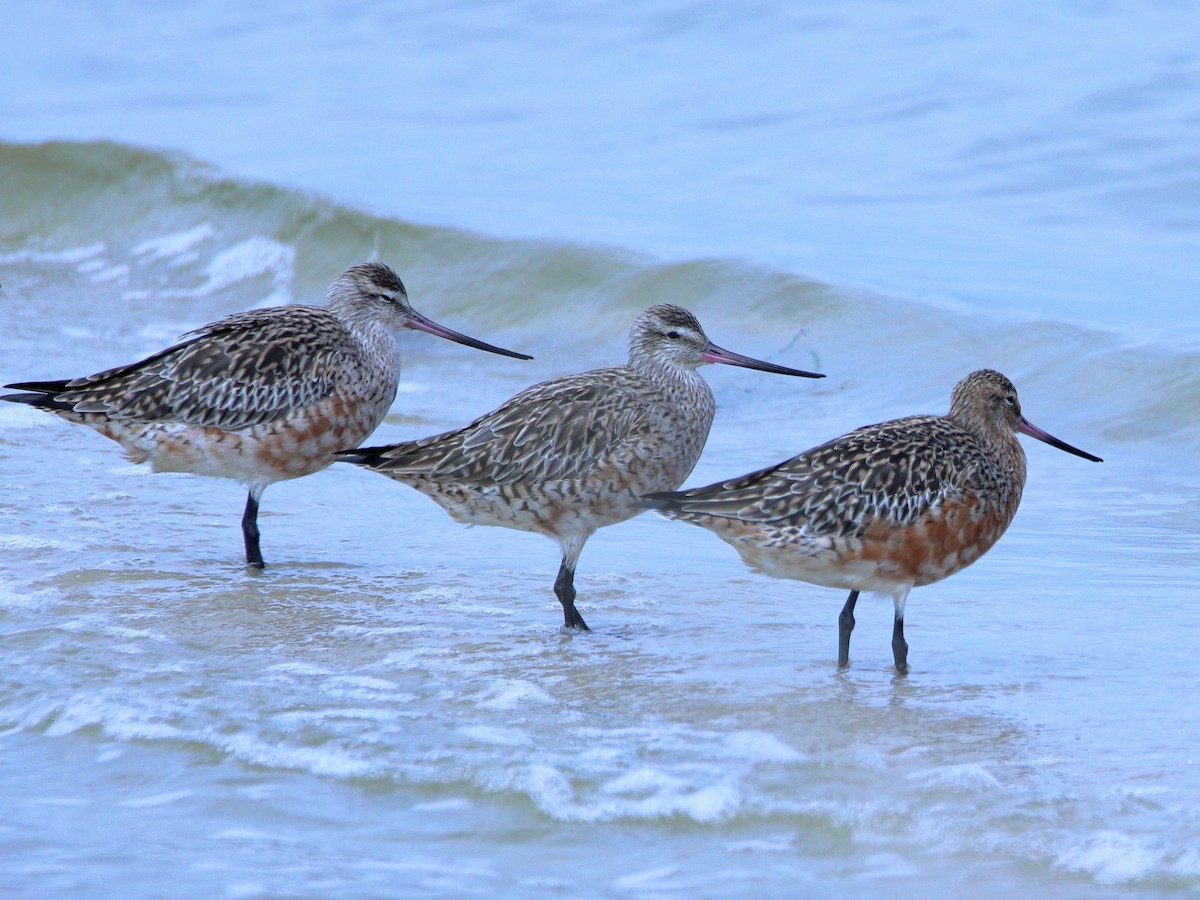 Bar-tailed Godwit - ML620437387