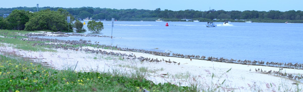 Bar-tailed Godwit - ML620437388