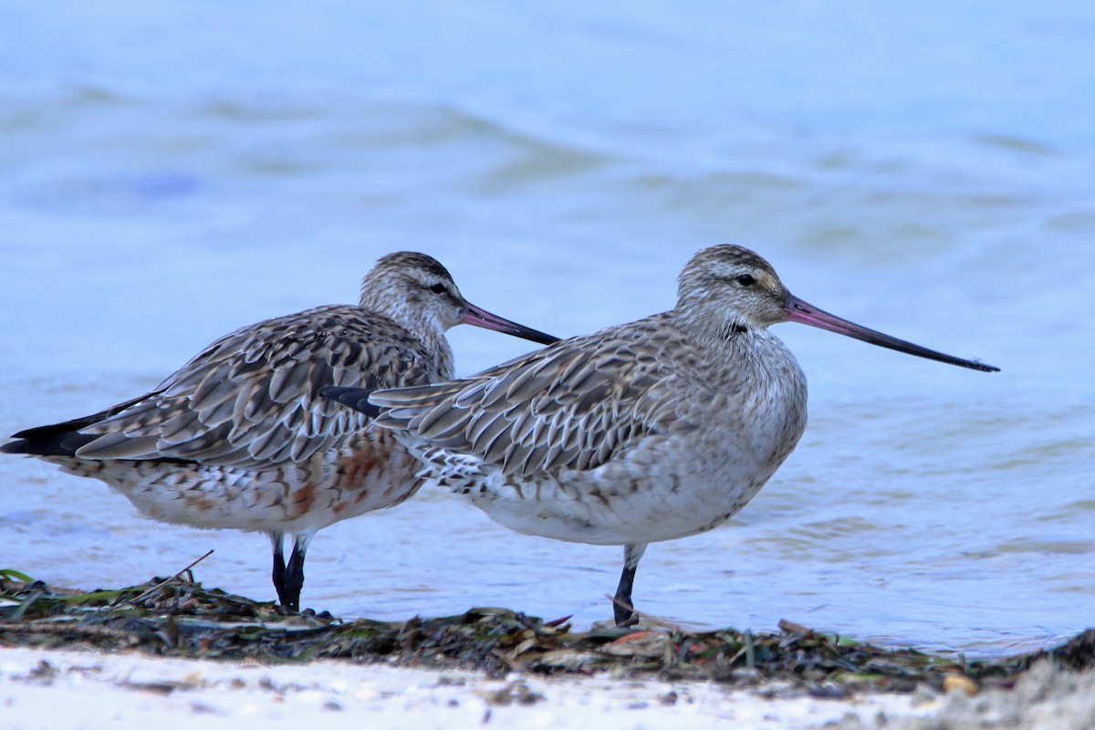 Bar-tailed Godwit - ML620437389