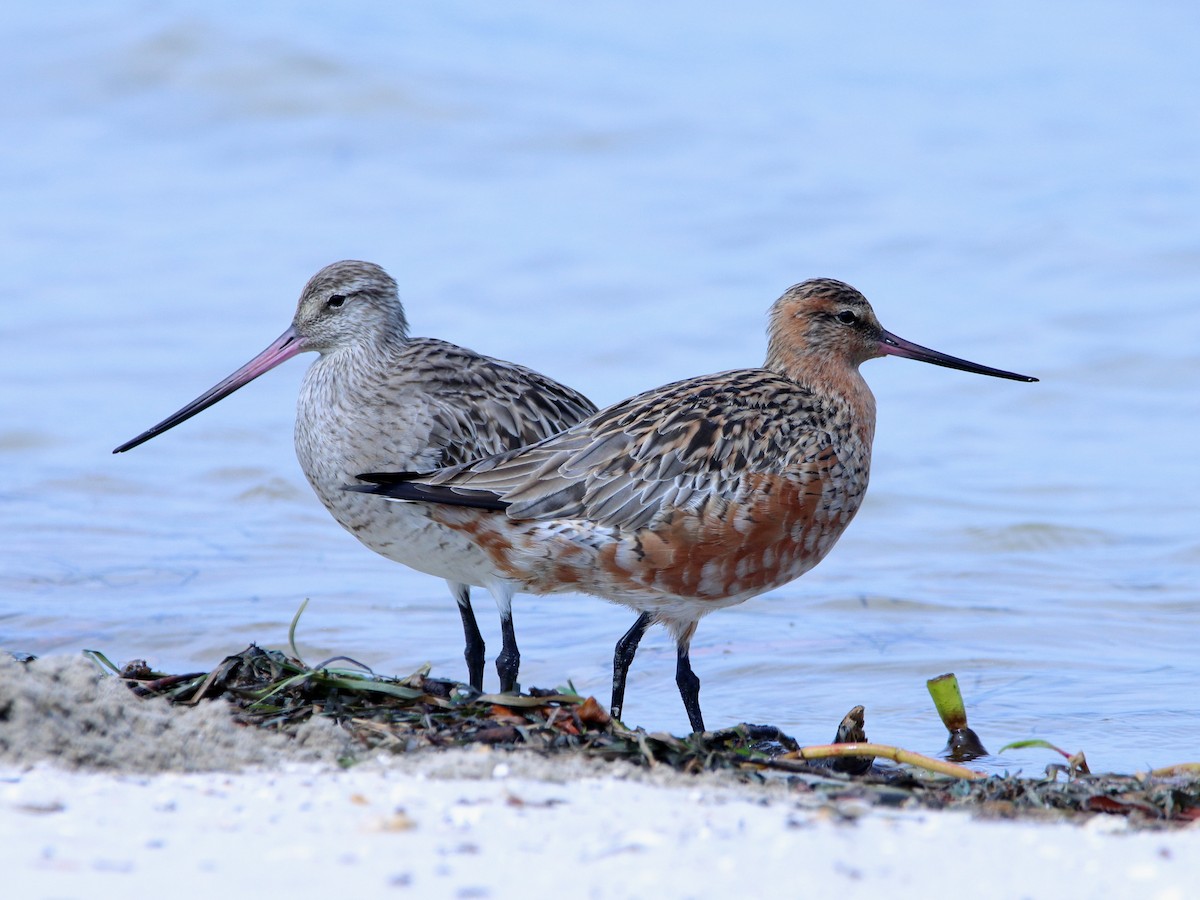 Bar-tailed Godwit - ML620437390