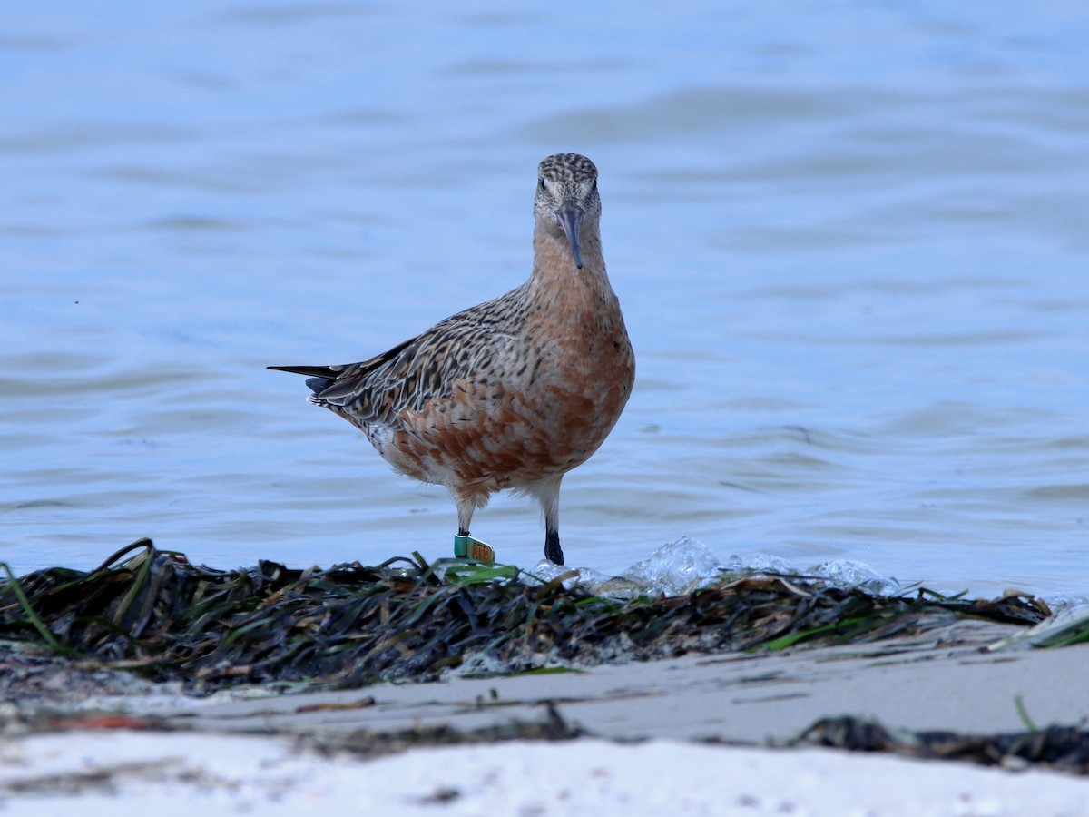 Bar-tailed Godwit - ML620437392