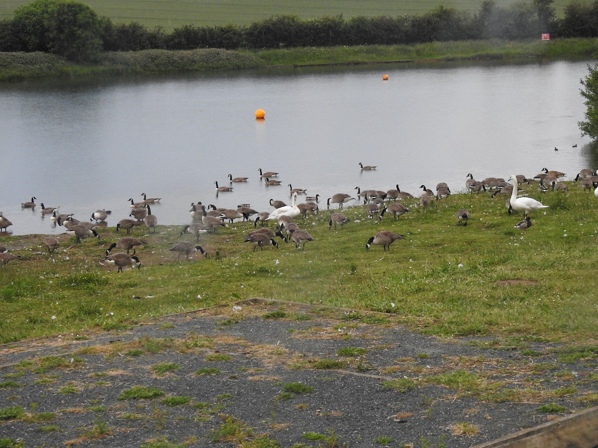 Canada Goose - ML620437395