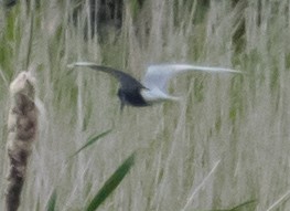 Black Tern - ML620437420