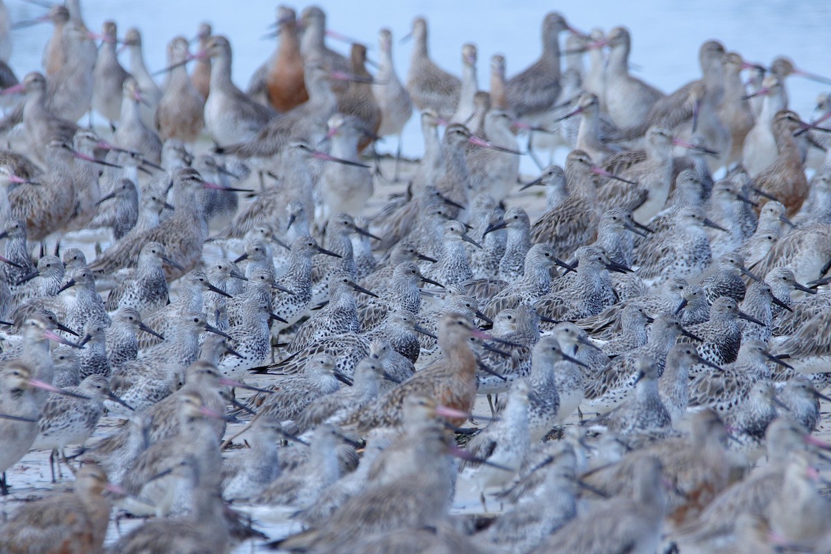 Great Knot - ML620437421