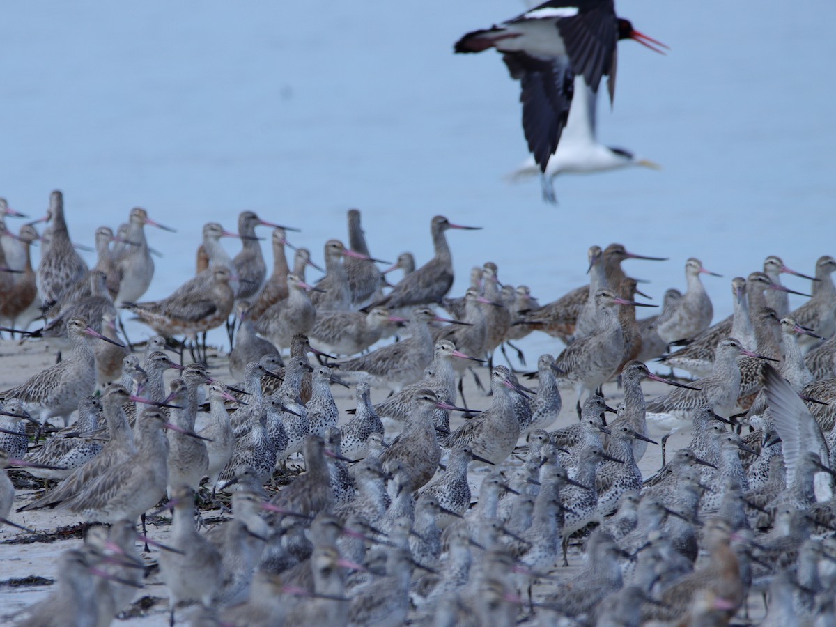 Great Knot - ML620437422