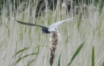 Black Tern - ML620437423