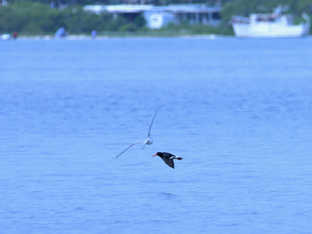 Pied Oystercatcher - ML620437428