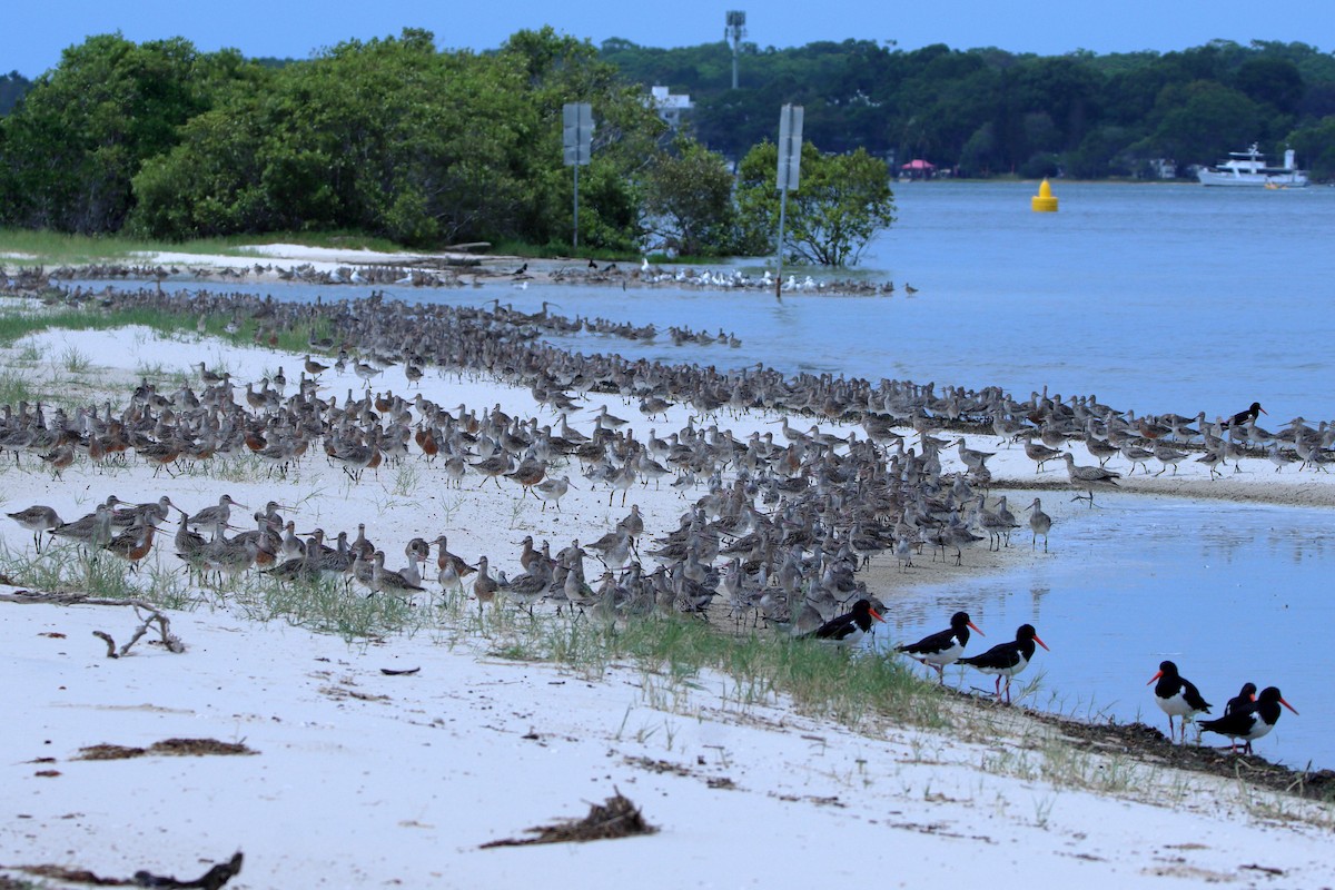 Pied Oystercatcher - ML620437430