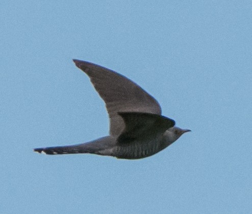 Common Cuckoo - Svein Ole Mikalsen
