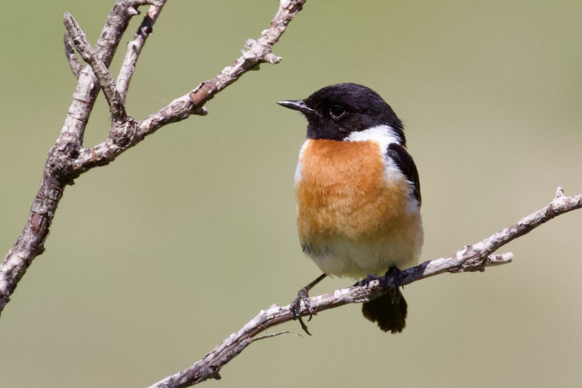 Siberian Stonechat - ML620437437