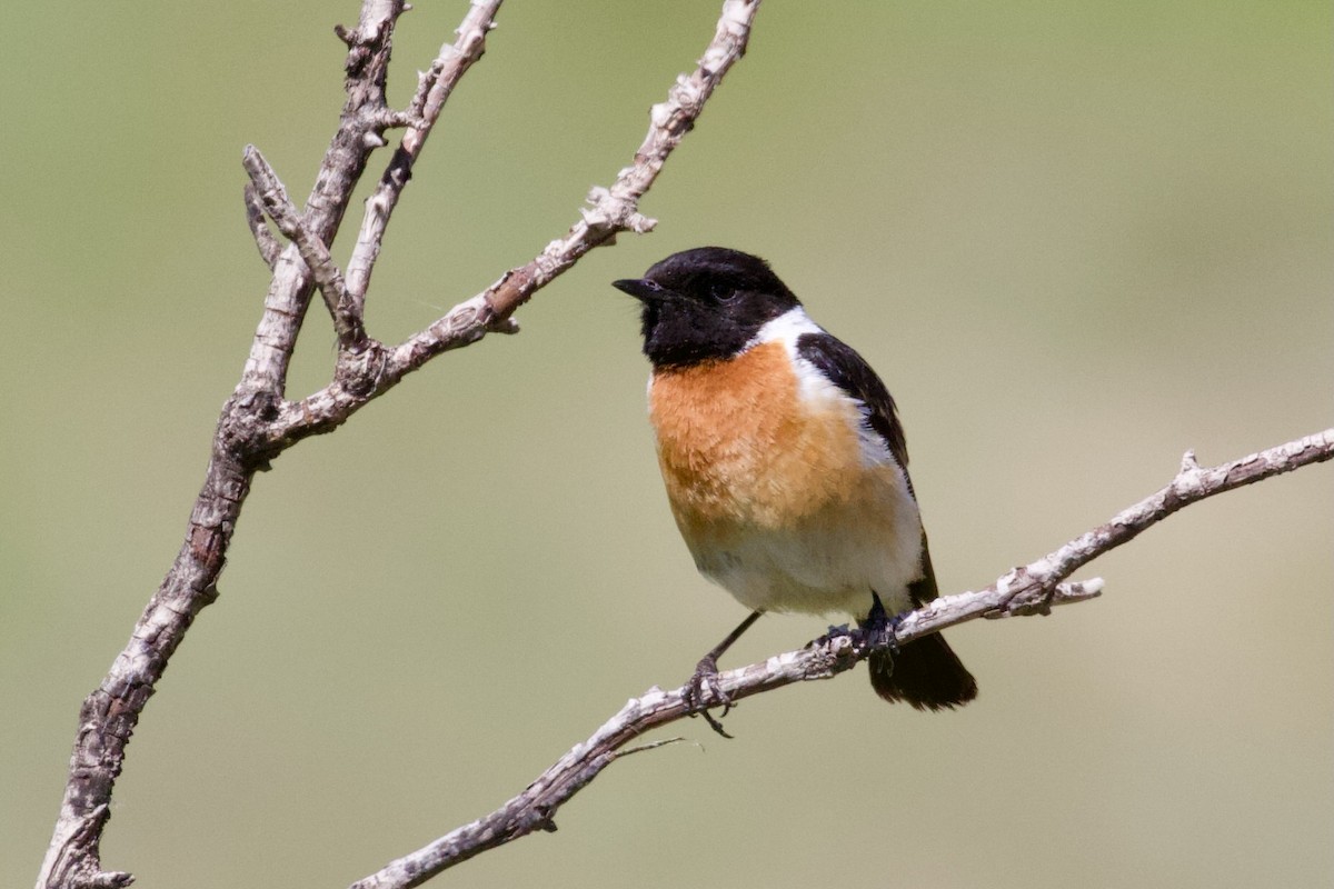 Siberian Stonechat - ML620437438