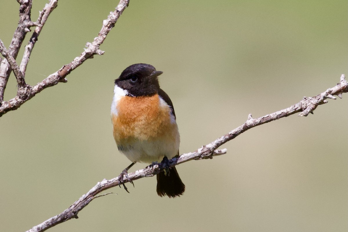 Siberian Stonechat - Dorna Mojab