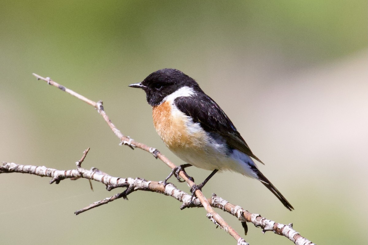 Siberian Stonechat - ML620437440