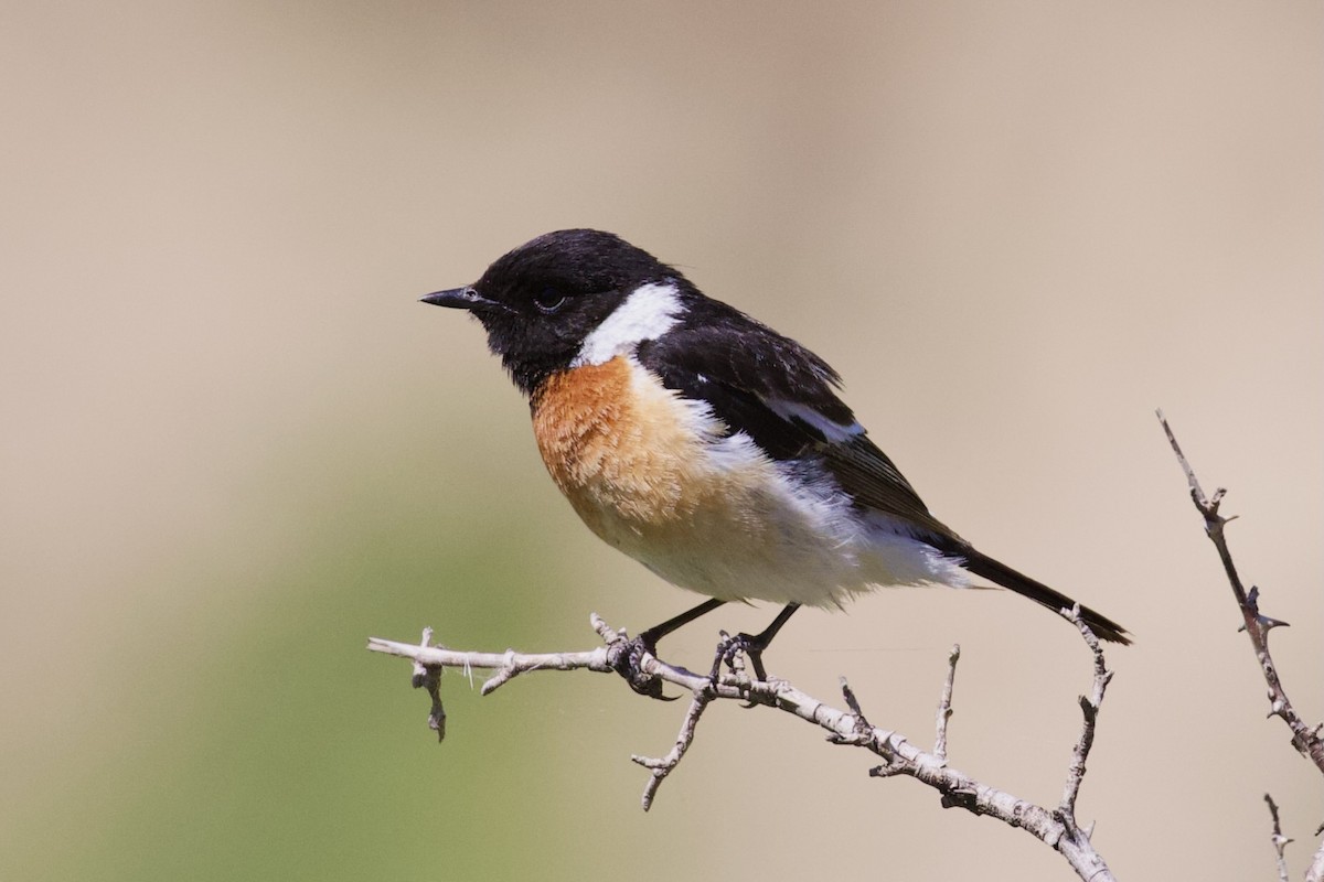 Siberian Stonechat - Dorna Mojab