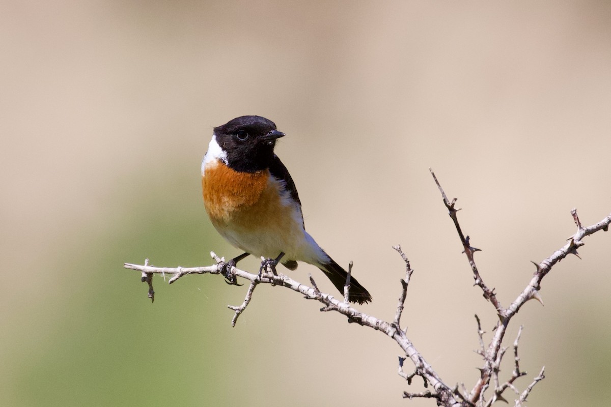 Siberian Stonechat - ML620437443