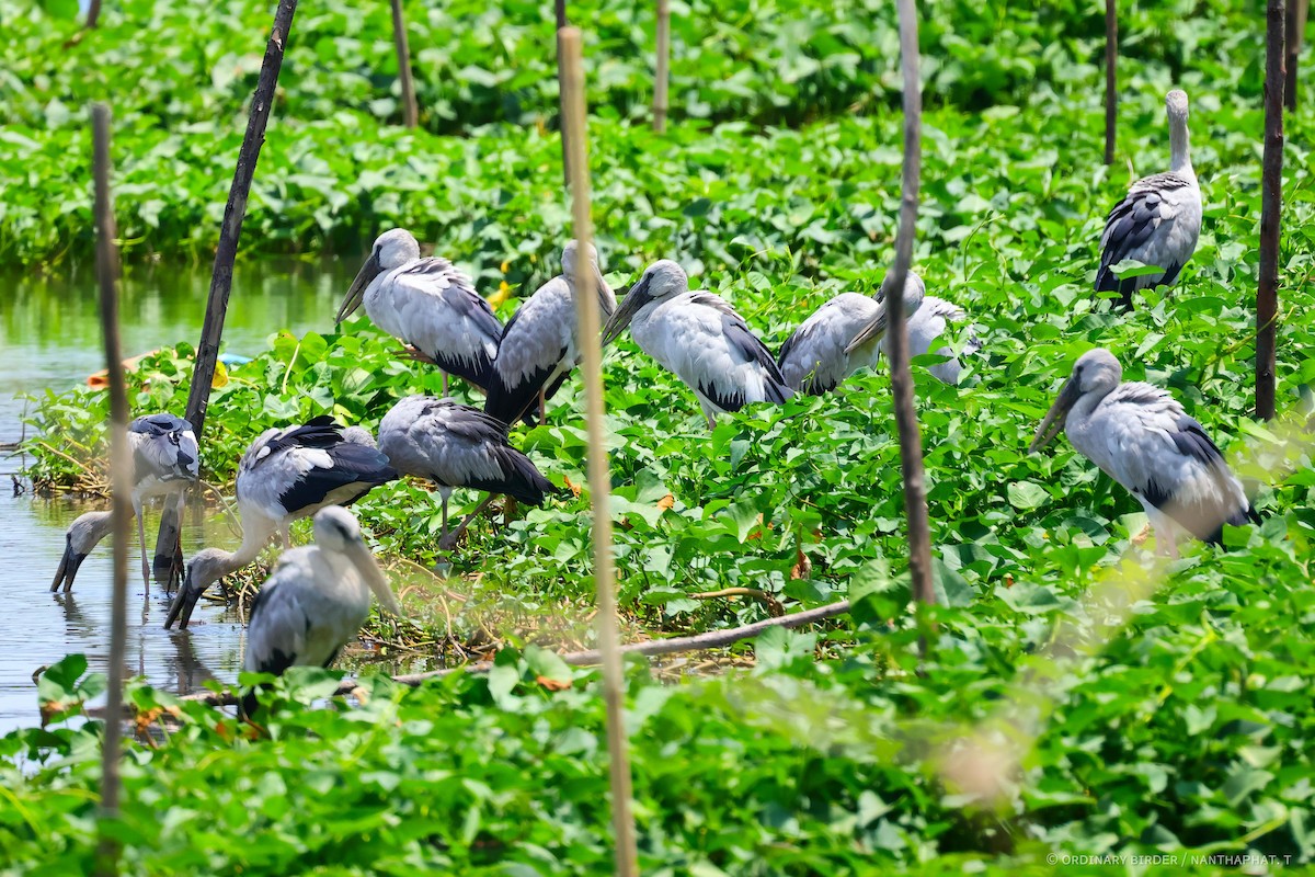 Asian Openbill - ML620437449