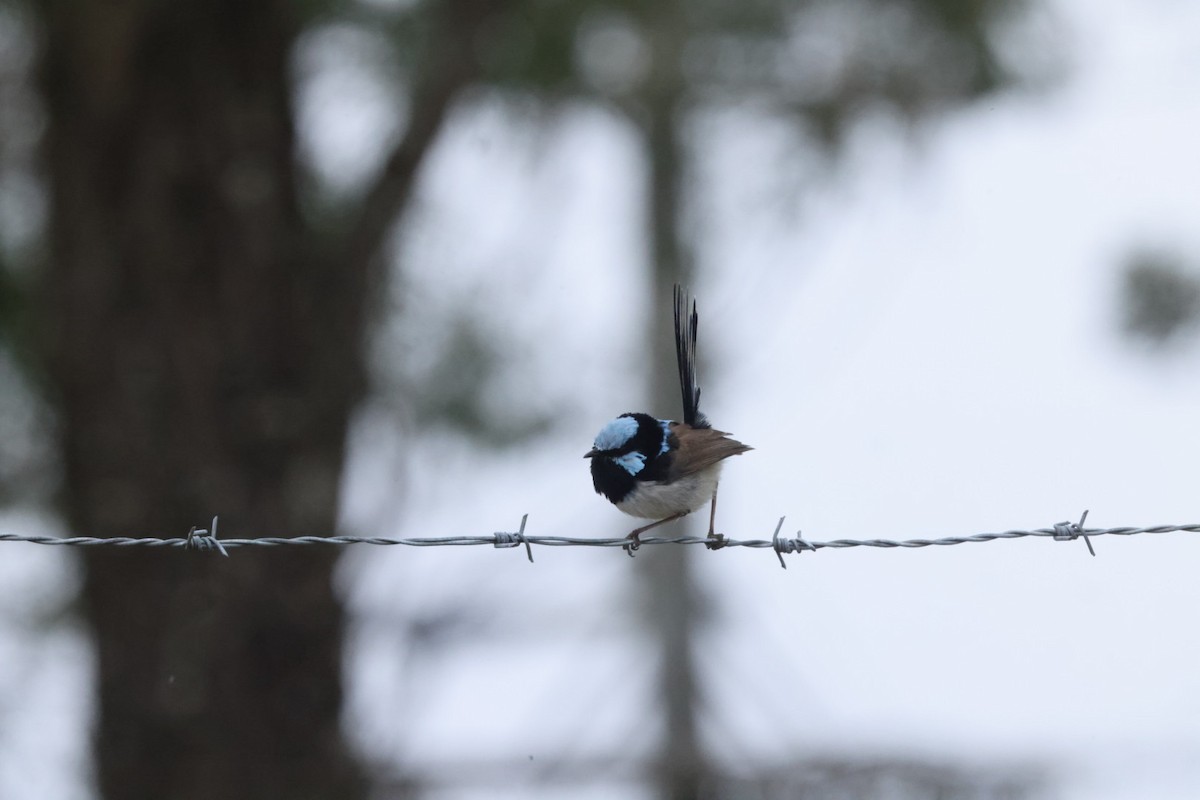 Superb Fairywren - ML620437453