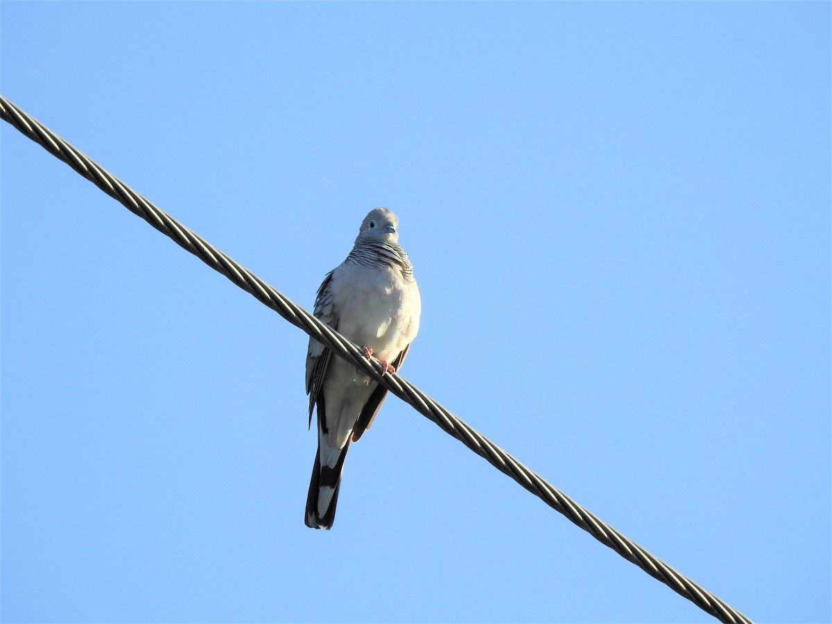 Peaceful Dove - ML620437464