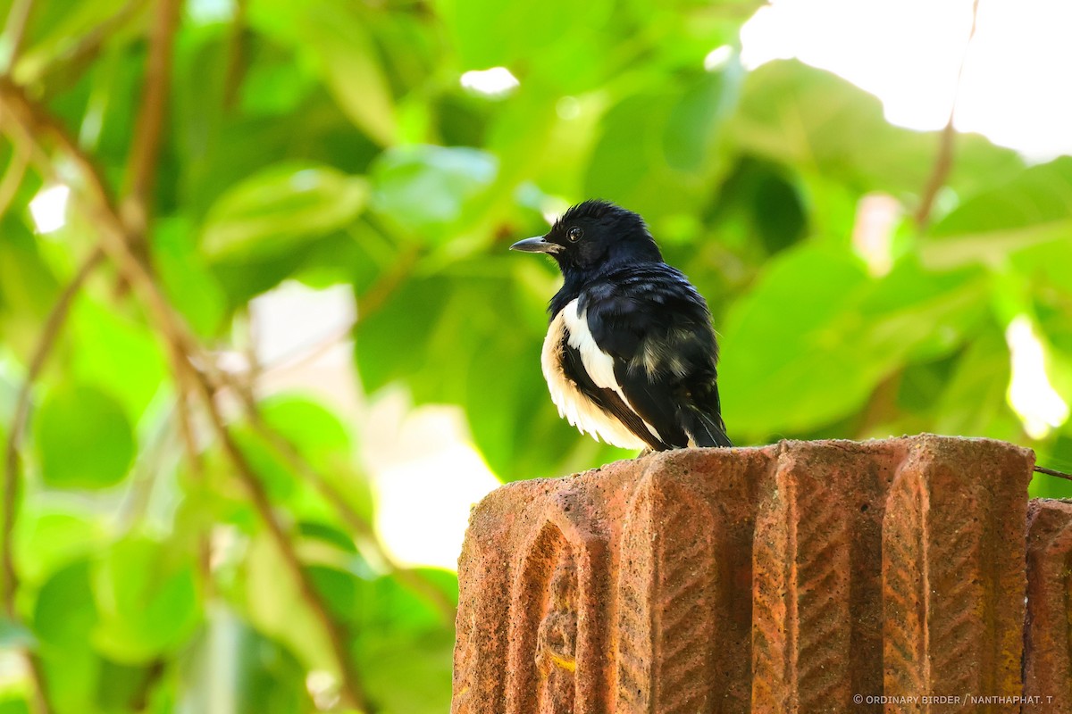 Oriental Magpie-Robin - ML620437471