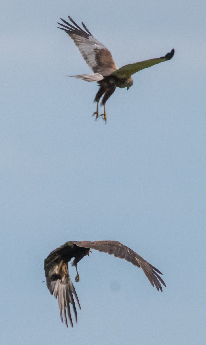 Western Marsh Harrier - ML620437474