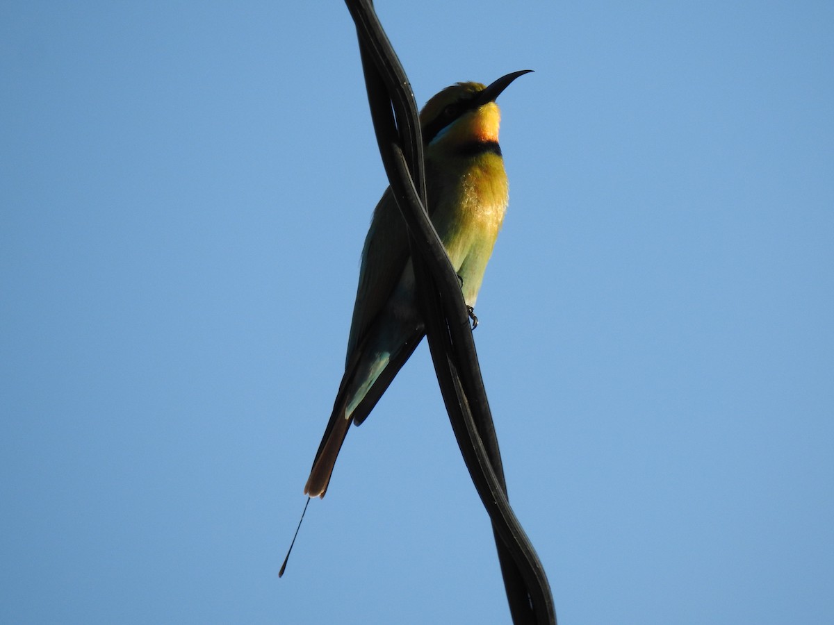 Rainbow Bee-eater - ML620437475