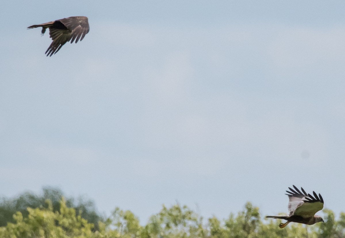 Western Marsh Harrier - ML620437476