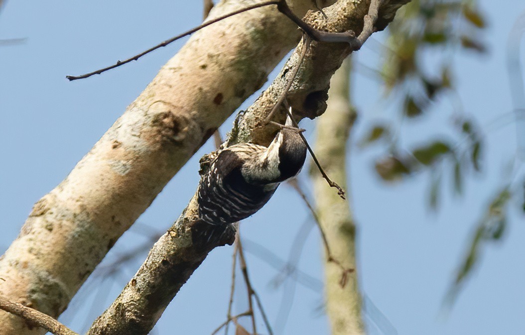 Gray-capped Pygmy Woodpecker - ML620437478