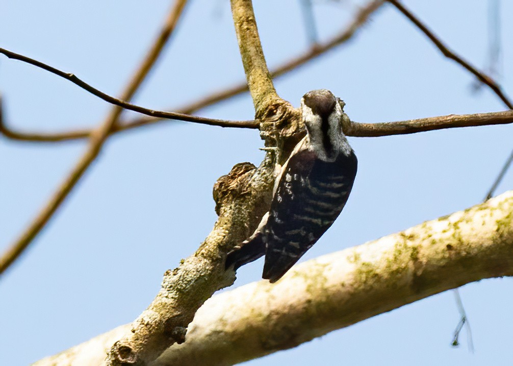Gray-capped Pygmy Woodpecker - ML620437479