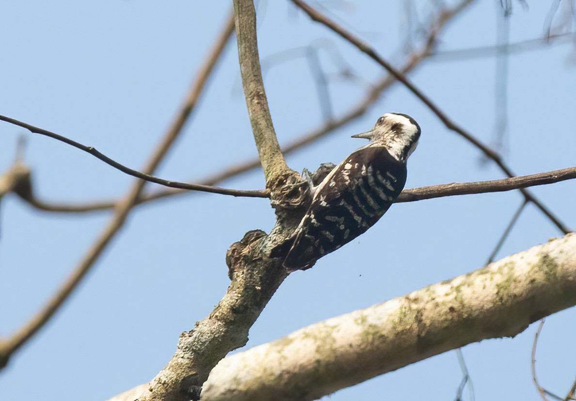 Gray-capped Pygmy Woodpecker - ML620437480