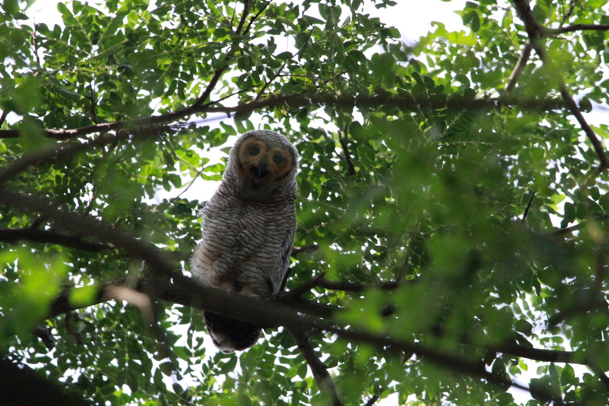 Spotted Wood-Owl - ML620437481