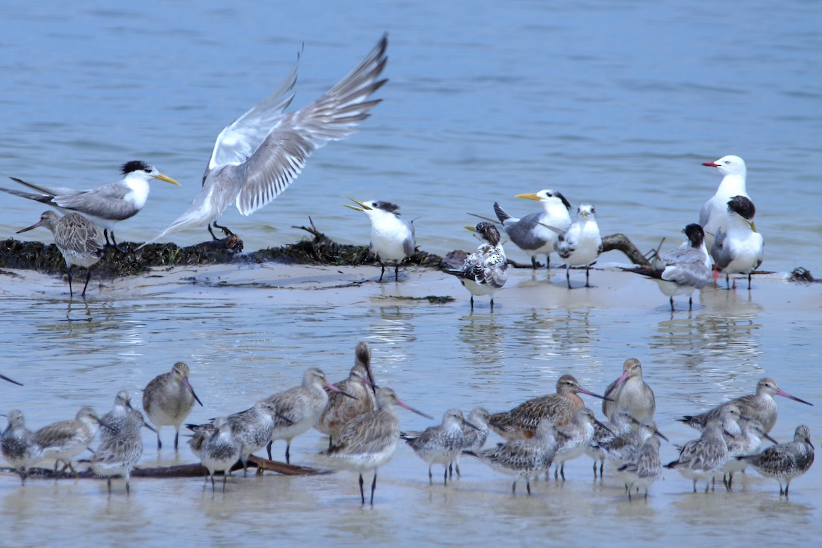 Great Crested Tern - ML620437483